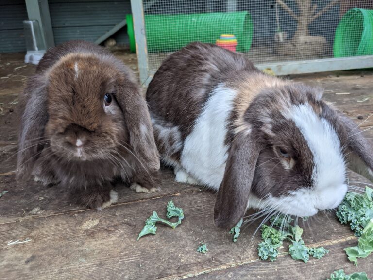 two rabbits in a clean hutch